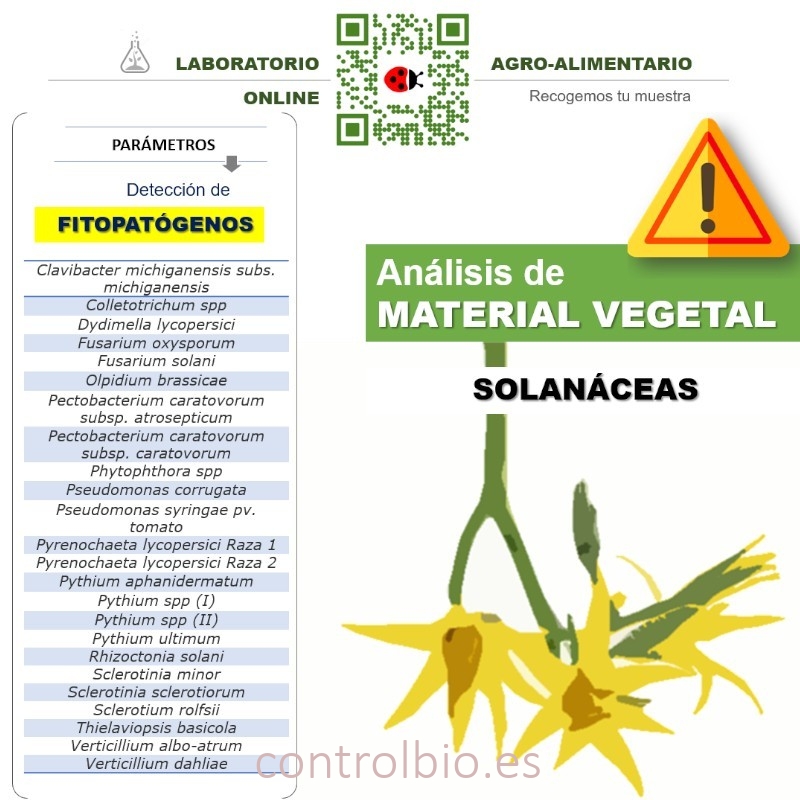 DETECCIÓN DE FITOPATÓGENOS en solanáceas