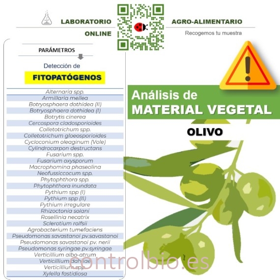 DETECCIÓN DE FITOPATÓGENOS en olivo