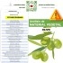 DETECCIÓN DE FITOPATÓGENOS en olivo