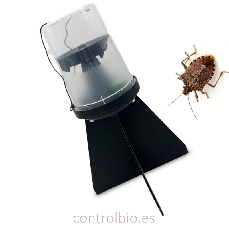 KIT DE TRAMPEO HALYOMORPHA (trampa + feromona) x 2 Ud