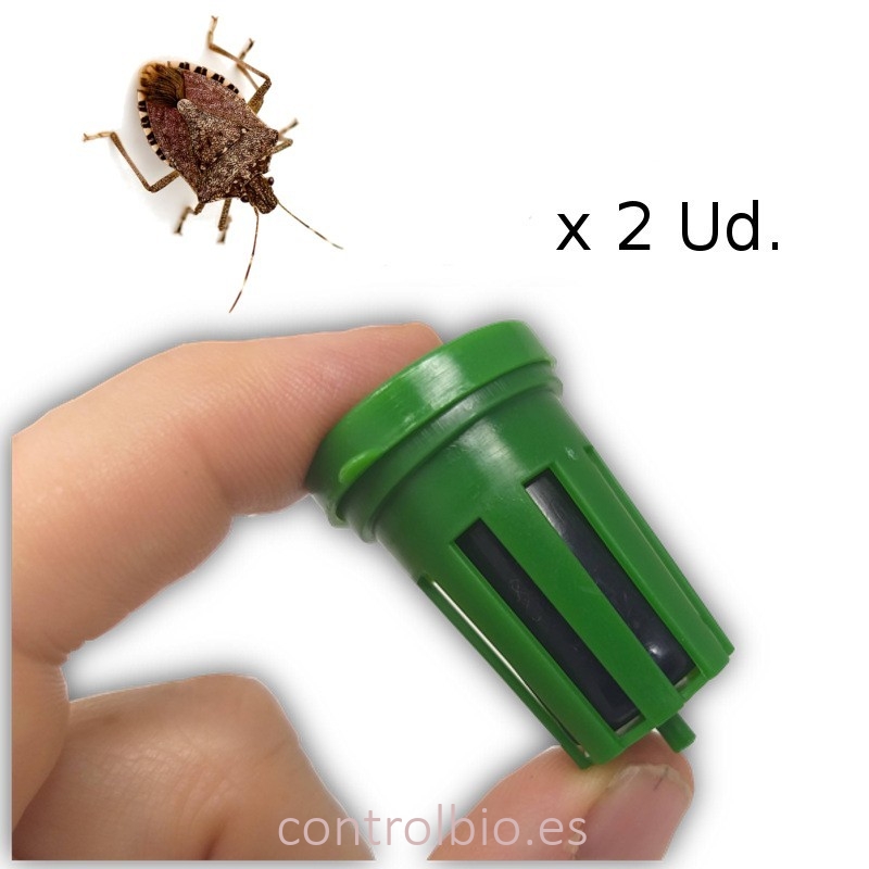 KIT DE TRAMPEO HALYOMORPHA (trampa + feromona) x 2 Ud