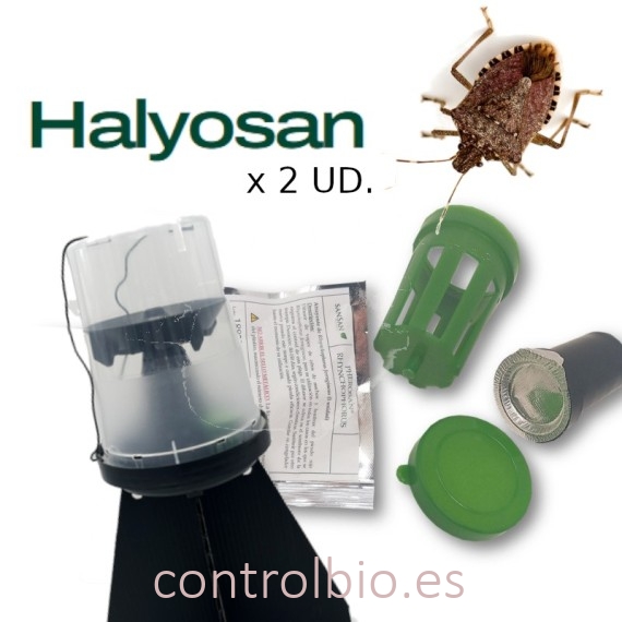 KIT DE TRAMPEO HALYOMORPHA (trampa + feromona) x 2 Ud