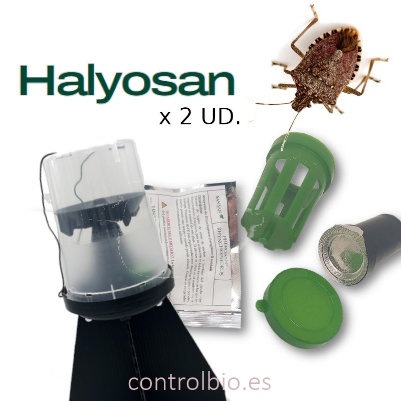 KIT DE TRAMPEO HALYOMORPHA (trampa + feromona) x 2 Ud
