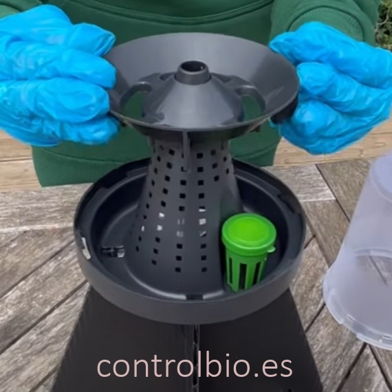 KIT DE TRAMPEO HALYOMORPHA (trampa + feromona) x 2 Ud