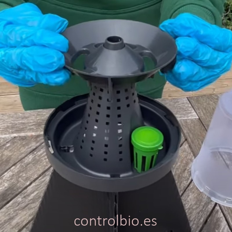 KIT DE TRAMPEO HALYOMORPHA (trampa + feromona) x 2 Ud