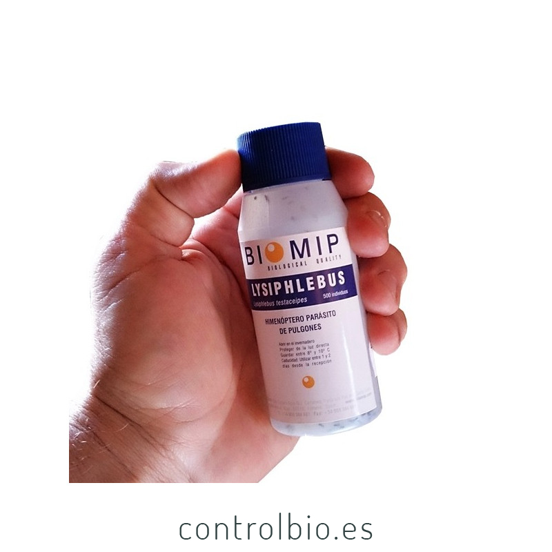 comprar lysiphlebus testaceipes contra pulgon
