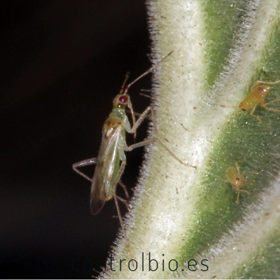 NESIBUG 500 Nesidiocoris contra Tuta absoluta y mosca blanca