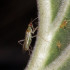 NESIBUG 500 Nesidiocoris contra Tuta absoluta y mosca blanca