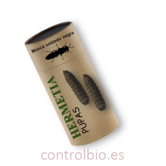 HERMETIA CBi pupas vivas de mosca soldado