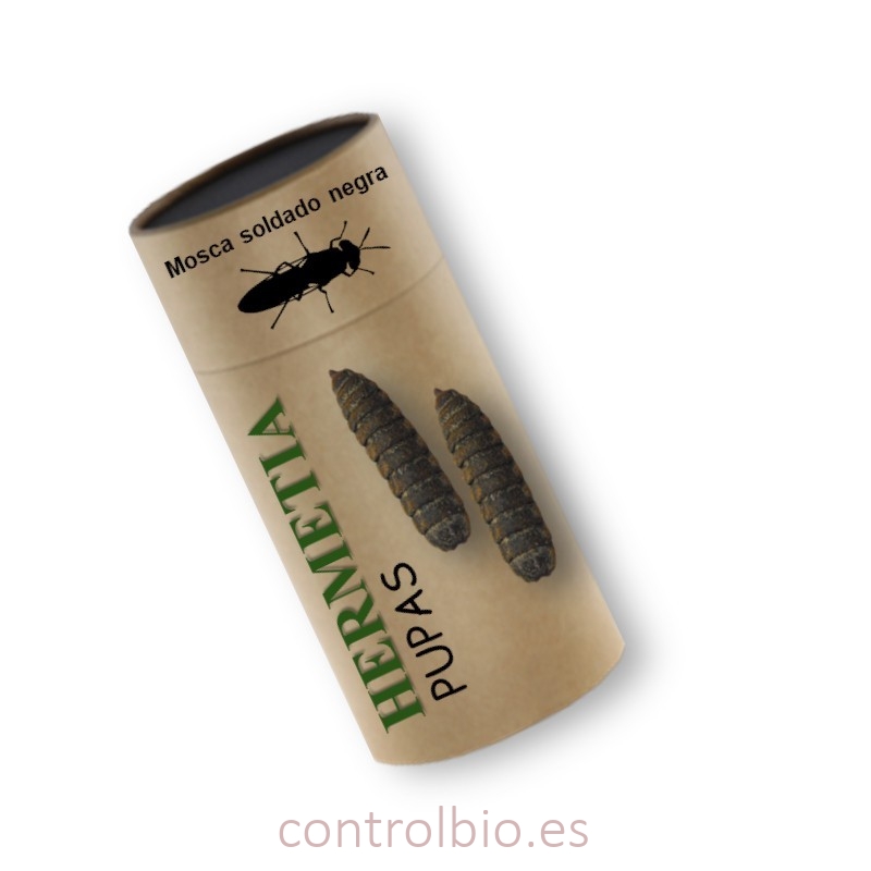HERMETIA CBi pupas vivas de mosca soldado