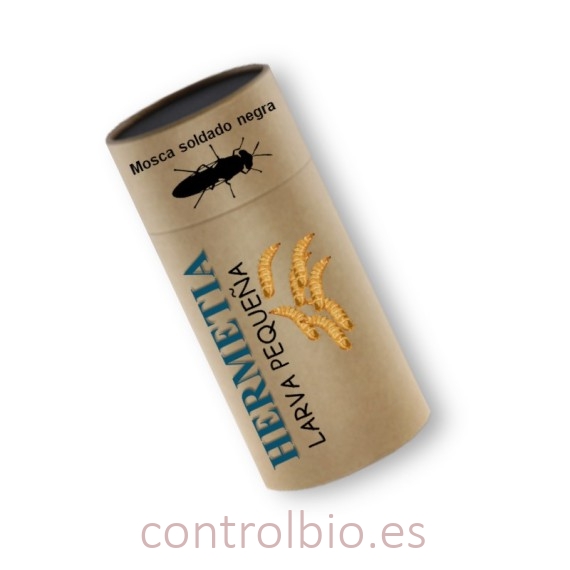 HERMETIA CBi larvas pequeñas vivas de mosca soldado