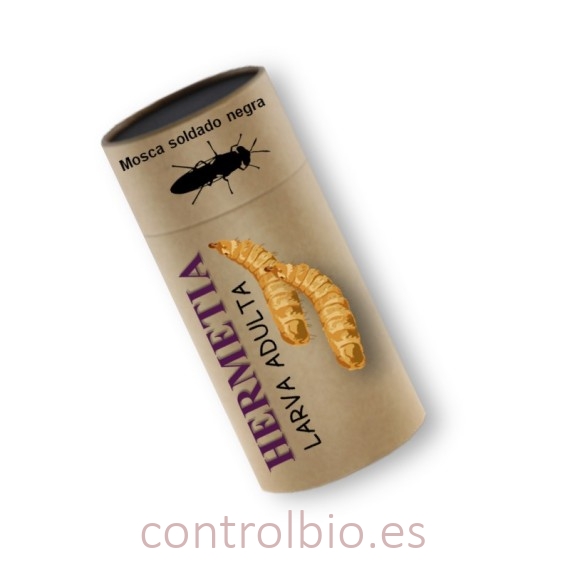 HERMETIA CBi larvas grandes vivas de mosca soldado