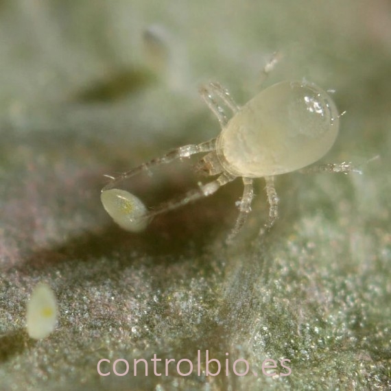 LIMONICA 25.000 depredador de trips y mosca blanca