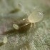 LIMONICA 25.000 depredador de trips y mosca blanca