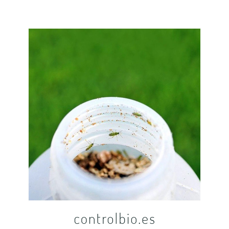 Nesidiocontrol 500 nesidiocoris contra tuta