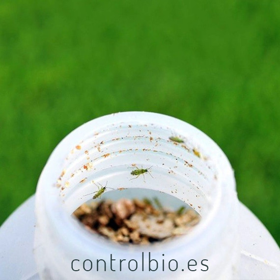 Nesidiocontrol 500 nesidiocoris contra tuta