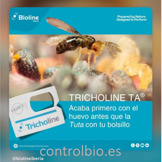 TRICHOLINE TA TARJETAS 25X2500 avispas parásitas de tuta absoluta