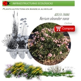 NERIUM OLEANDER (Adelfa enana) BVX40 Ud.