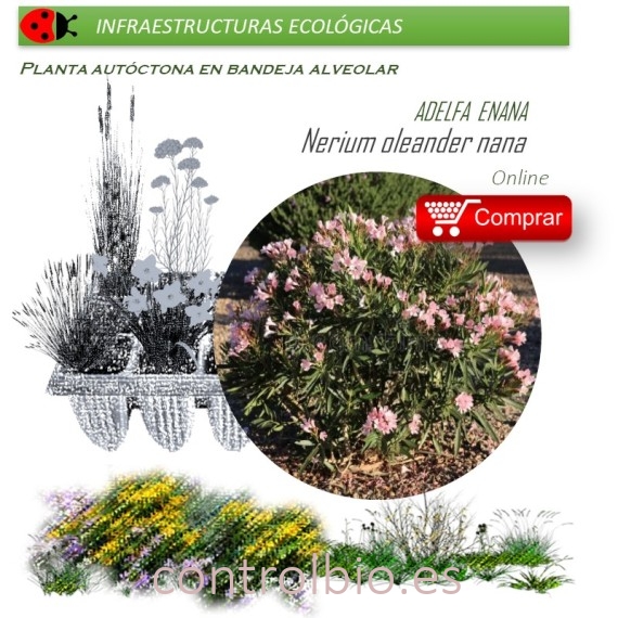 NERIUM OLEANDER (Adelfa enana) BVX40 Ud.