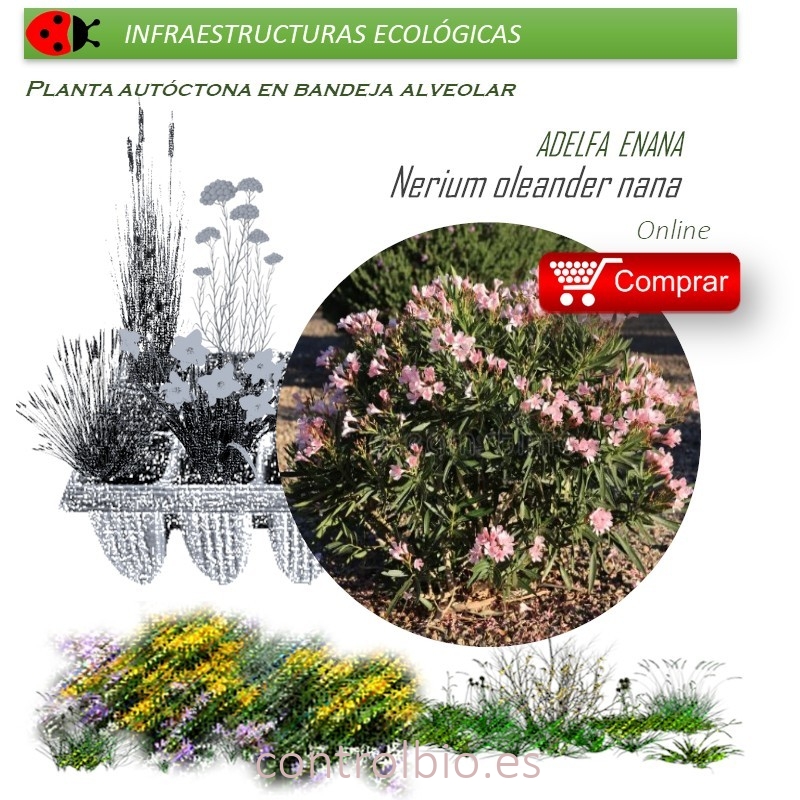 NERIUM OLEANDER (Adelfa enana) BVX40 Ud.
