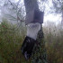 TRAMPA G procesionaria del pino