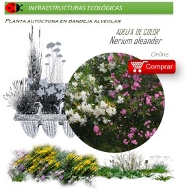 NERIUM OLEANDER (Adelfa de colores) BVX40 Ud.