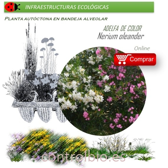 NERIUM OLEANDER (Adelfa de colores) BVX40 Ud.