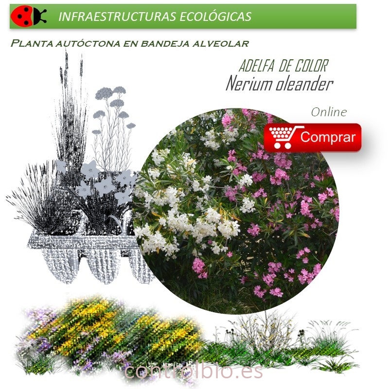 NERIUM OLEANDER (Adelfa de colores) BVX40 Ud.