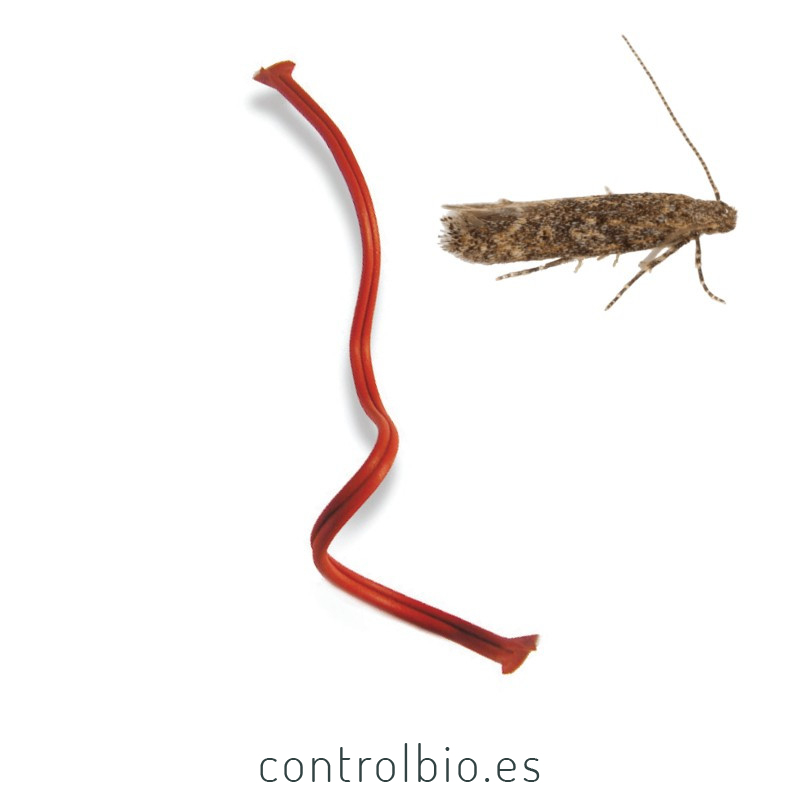 ISONET T (x 500 Ud) difusores confusion sexual de tuta