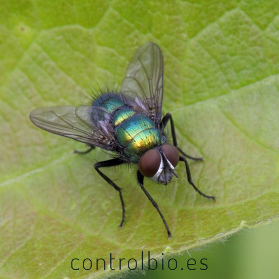 NATUPOL FLY 30.000 Lucilia sericata mosca polinizadora