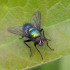 NATUPOL FLY 30.000 Lucilia sericata mosca polinizadora