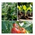 MESENGER bioestimulante foliar con proteína harpin