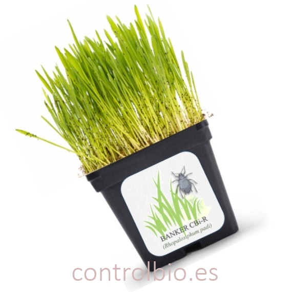 BANKER PLANT CBi Rhopalosiphum