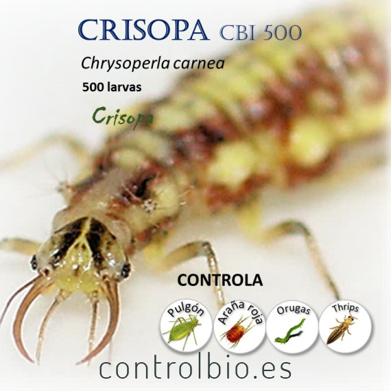 Crisopa 500 larvas contra pulgón