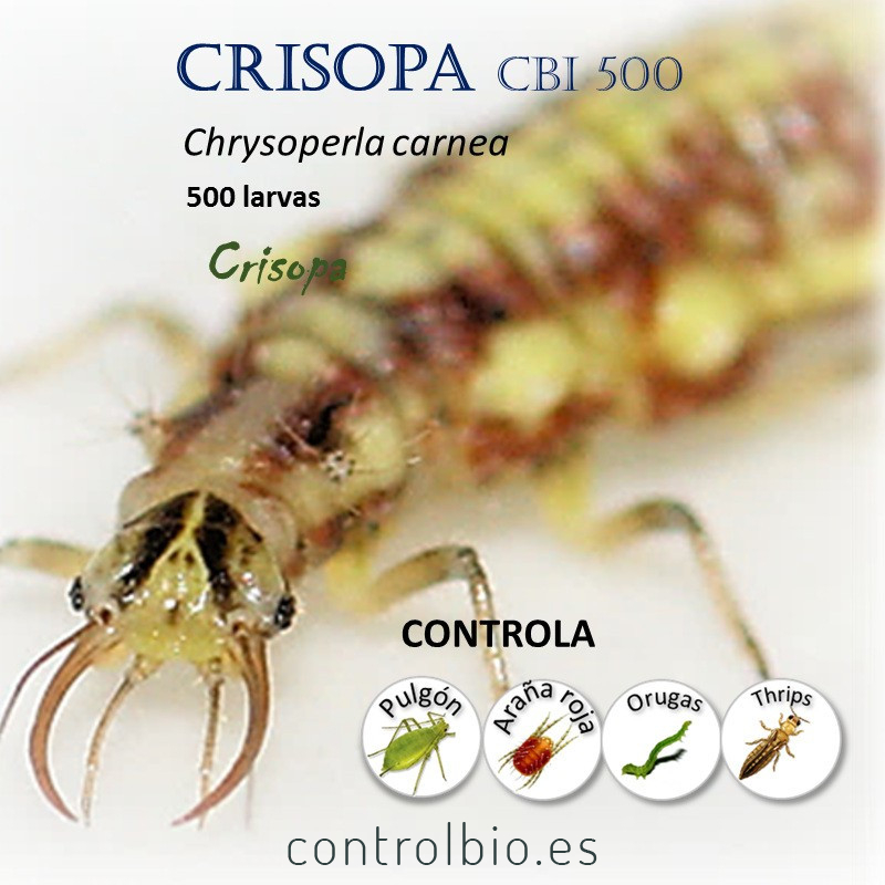 Crisopa 500 larvas contra pulgón