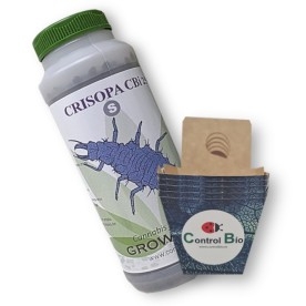 CRISOPA CBi 250 larvas depredadoras de pulgón