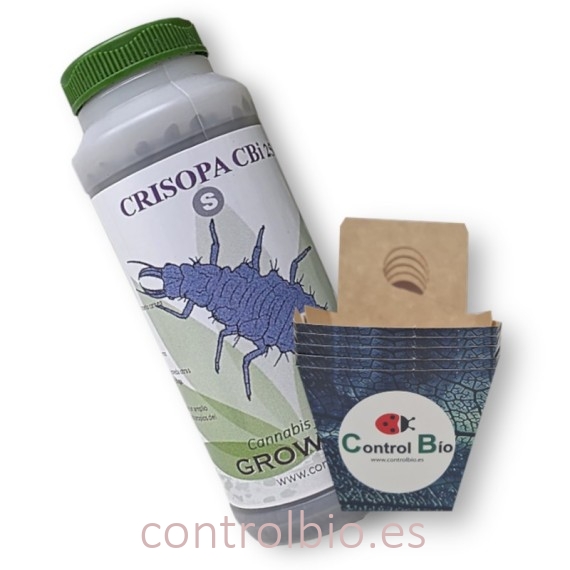 CRISOPA CBi 250 larvas depredadoras de pulgón