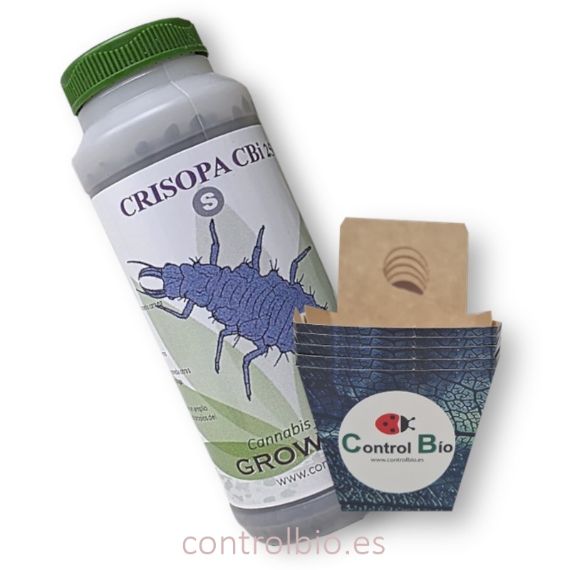 CRISOPA CBi 250 larvas depredadoras de pulgón