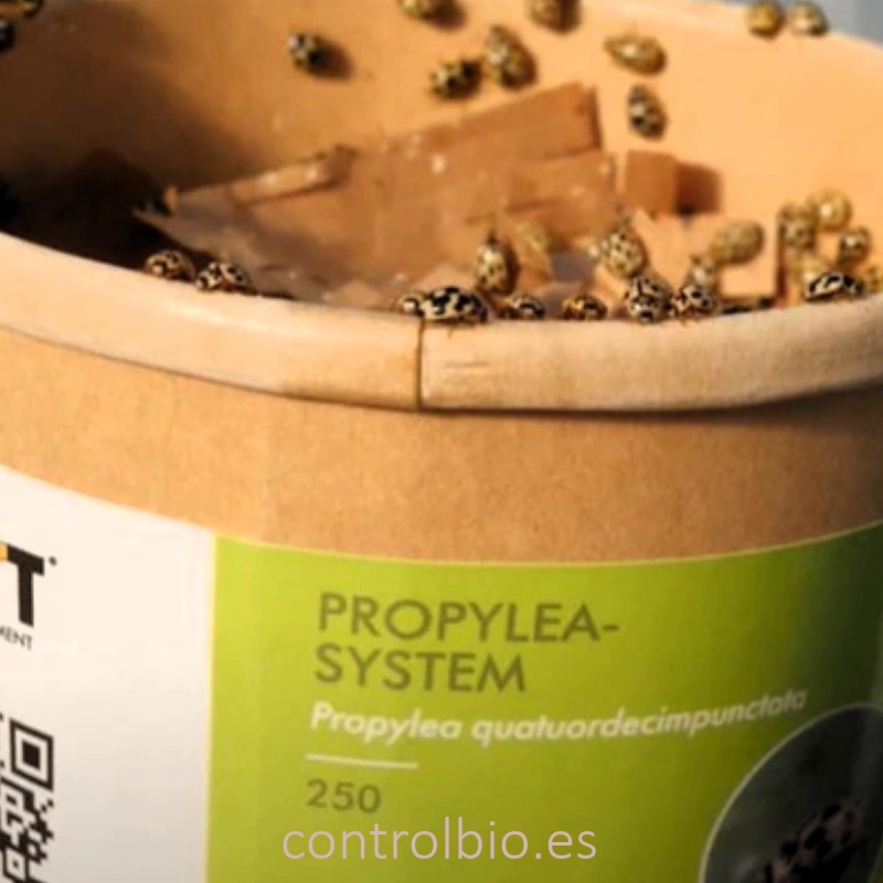PROPYLEA SYSTEM 250 mariquitas depredadoras de pulgones
