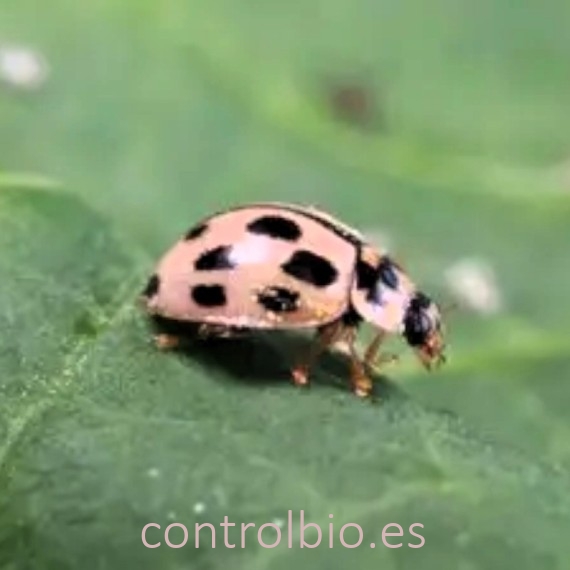 PROPYLEA SYSTEM 250 mariquitas depredadoras de pulgones