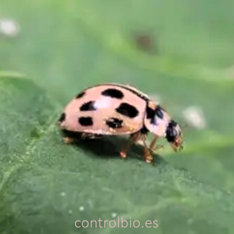 PROPYLEA SYSTEM 250 mariquitas depredadoras de pulgones