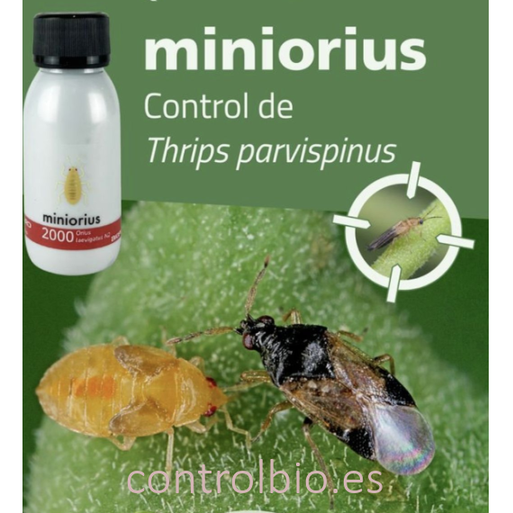 Miniorius Biogard - Ninfas contra Trips (2.000 uds)