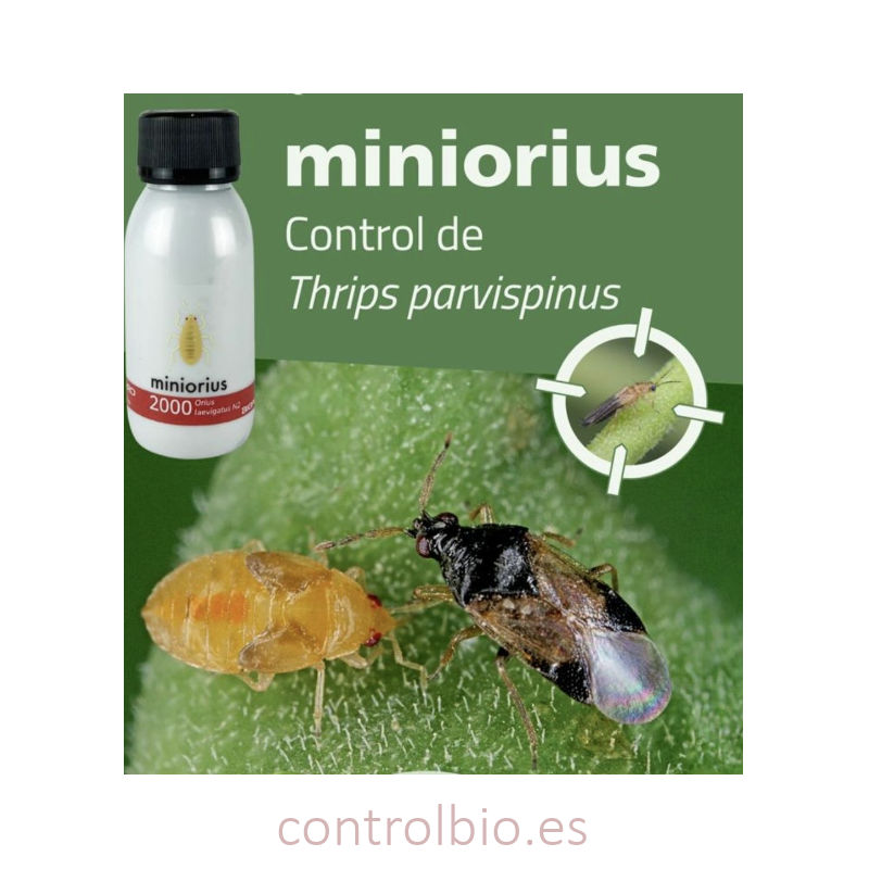 Miniorius Biogard - Ninfas contra Trips (2.000 uds)