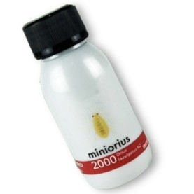 Miniorius Biogard - Ninfas contra Trips (2.000 uds)