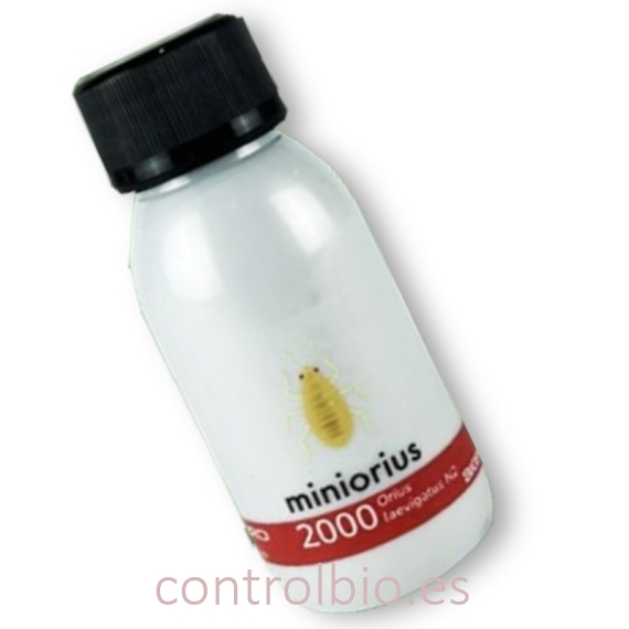 Miniorius Biogard - Ninfas contra Trips (2.000 uds)
