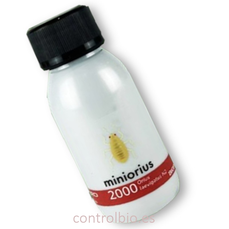 Miniorius Biogard - Ninfas contra Trips (2.000 uds)