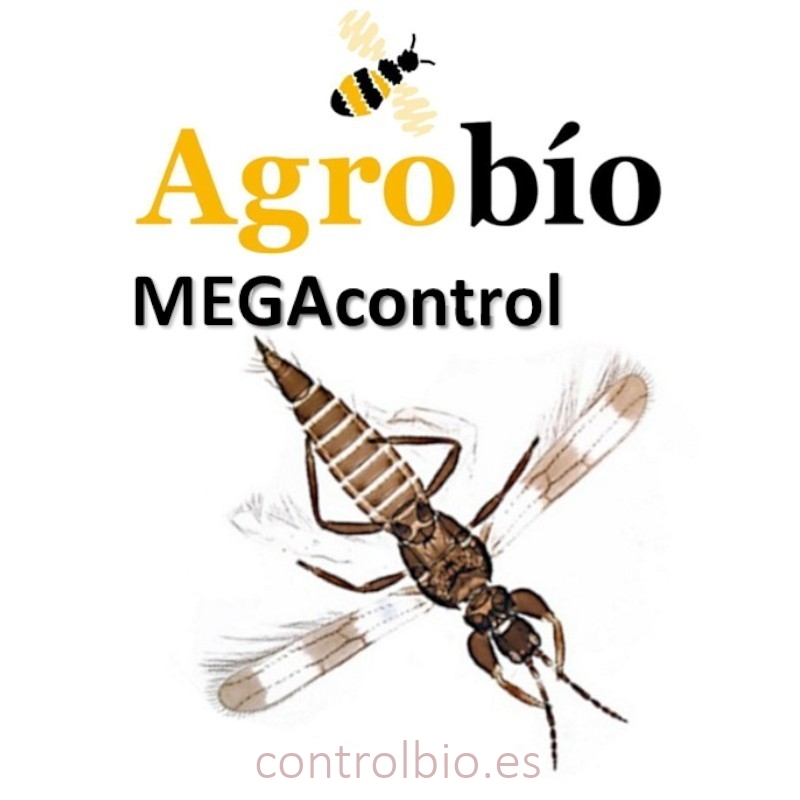 MEGAcontrol 1.000 u. Agrobío | Depredador de Trips Parvispinus