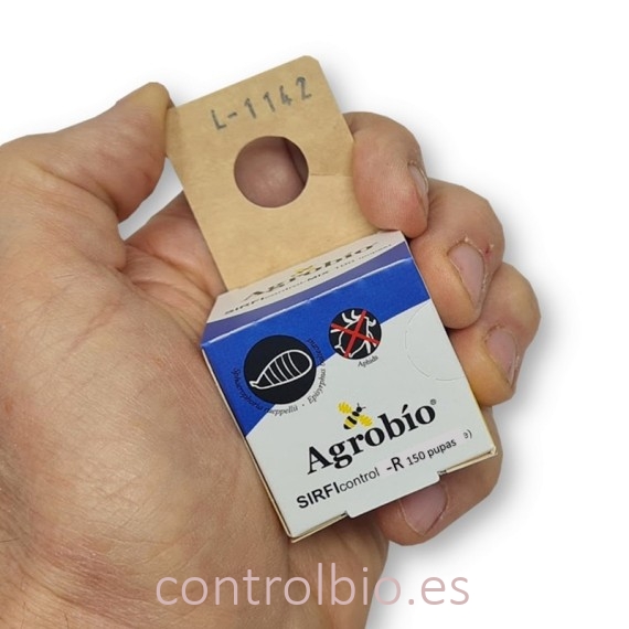 Caja de SIRFIcontrol-R 150 pupas de Agrobio con Sphaerophoria rueppellii para pulgón