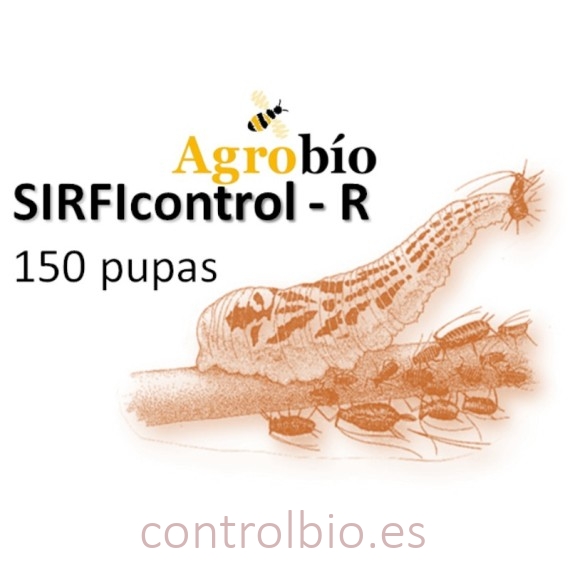 Ilustración del sírfido depredador adulto Sphaerophoria rueppellii