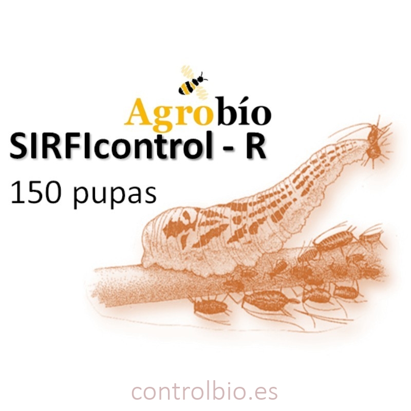 Ilustración del sírfido depredador adulto Sphaerophoria rueppellii